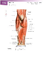 Sobotta Atlas of Human Anatomy  Head,Neck,Upper Limb Volume1 2006, page 203